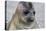 Portrait of seal pup on the beach of St. Andrews Bay, South Georgia Islands.-Tom Norring-Premier Image Canvas