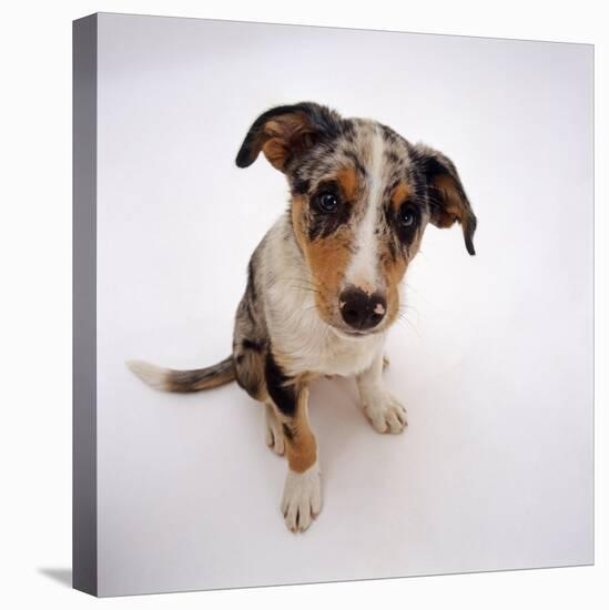 Portrait of Smooth-Coated Tricolour Merle Border Collie Puppy, 12 Weeks Old-Jane Burton-Premier Image Canvas