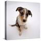 Portrait of Smooth-Coated Tricolour Merle Border Collie Puppy, 12 Weeks Old-Jane Burton-Premier Image Canvas