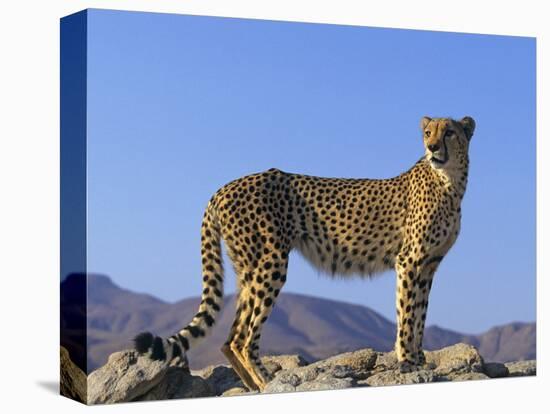 Portrait of Standing Cheetah, Tsaobis Leopard Park, Namibia-Tony Heald-Premier Image Canvas