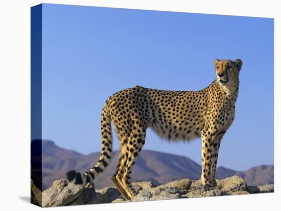 Portrait of Standing Cheetah, Tsaobis Leopard Park, Namibia-Tony Heald-Premier Image Canvas