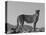 Portrait of Standing Cheetah, Tsaobis Leopard Park, Namibia-Tony Heald-Premier Image Canvas