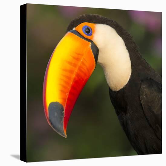 Portrait of toco toucan (Ramphastos toco), Porto Jofre, Pantanal, Brazil-Panoramic Images-Premier Image Canvas