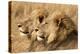 Portrait Of Two Adult Male African Lion Brothers. Linyanti, Botswana 2007-Karine Aigner-Premier Image Canvas