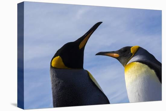 Portrait of two King penguins, Aptenodytes patagonica.-Sergio Pitamitz-Premier Image Canvas