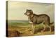 Portrait of 'Vic', a Spanish Bloodhound, C.1818-20-James Ward-Premier Image Canvas