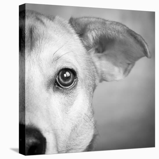 Portrait of Westie Labrador Mixed Dog-null-Premier Image Canvas