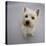 Portrait of Westie West Highland Terrier Sitting, Looking Up-Jane Burton-Premier Image Canvas