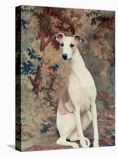 Portrait of Whippet Chosen Best in Show at the 88th Annual Westminster Kennel Club Dog Show-Nina Leen-Premier Image Canvas