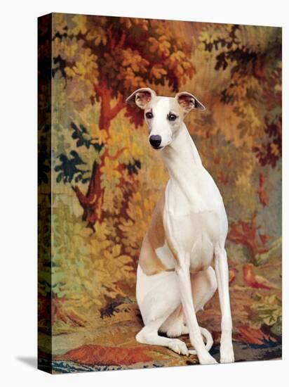 Portrait of Whippet Chosen Best in Show at the 88th Annual Westminster Kennel Club Dog Show-Nina Leen-Premier Image Canvas