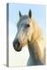 Portrait of White Horses Head, the Camargue, France-Peter Adams-Premier Image Canvas