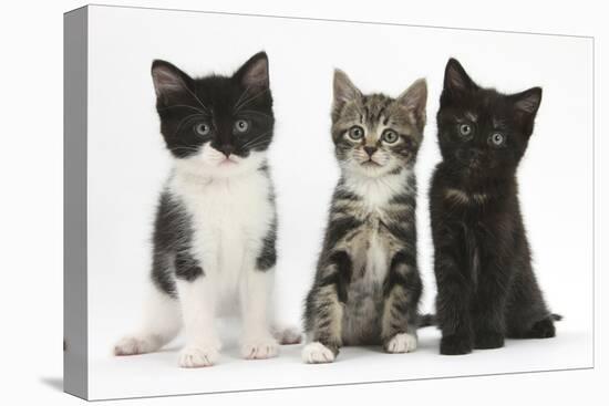 Portraits of Three Kittens-Mark Taylor-Premier Image Canvas