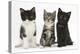 Portraits of Three Kittens-Mark Taylor-Premier Image Canvas