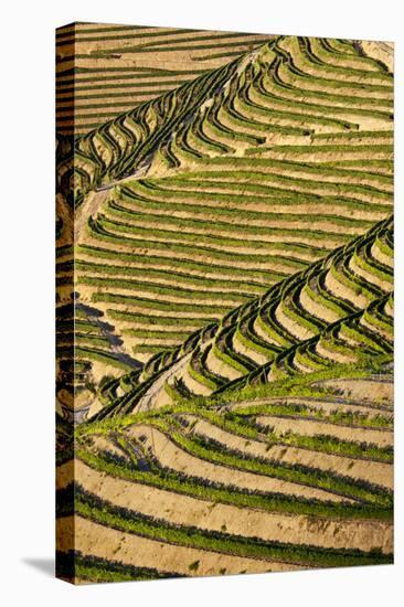 Portugal, Douro Valley, Terraced Vineyards Lining the Hills-Terry Eggers-Premier Image Canvas
