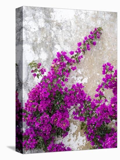 Portugal, Obidos. Hot pink or magenta bougainvillea against an old wall.-Julie Eggers-Premier Image Canvas