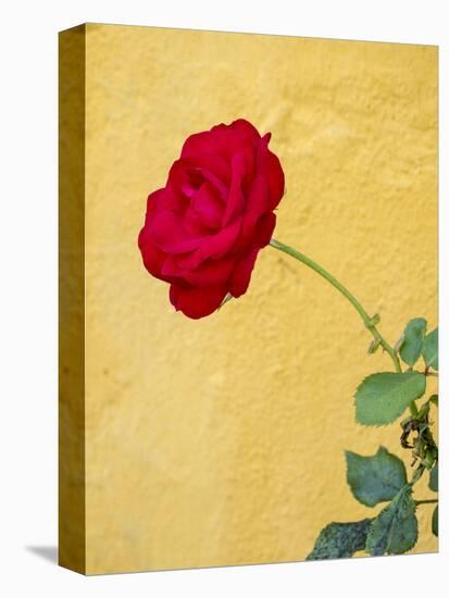 Portugal, Obidos. red rose growing against a bright yellow painted home.-Julie Eggers-Premier Image Canvas