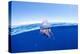 Portuguese man o' war floating on sea surface, Atlantic Ocean-Franco Banfi-Premier Image Canvas