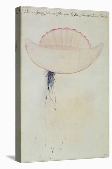 Portuguese Man-O'-War-John White-Premier Image Canvas