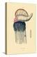 Portuguese Man-Of-War, 1833-39-null-Premier Image Canvas