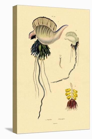 Portuguese Man-Of-War, 1833-39-null-Premier Image Canvas