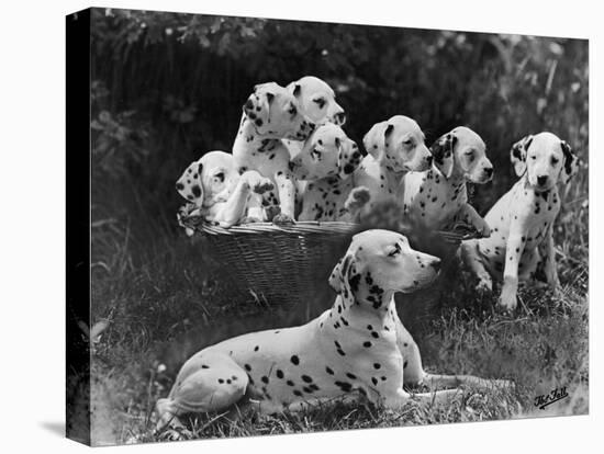 Postchaise Pluto One of Mrs Rowberry's Bitches with Her Puppies in a Basket-Thomas Fall-Premier Image Canvas
