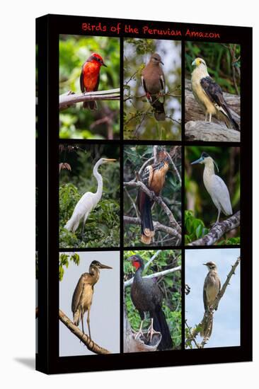 Poster featuring nine birds founds in the Amazon rainforest of northern Peru-Mallorie Ostrowitz-Premier Image Canvas