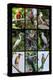 Poster featuring nine birds founds in the Amazon rainforest of northern Peru-Mallorie Ostrowitz-Premier Image Canvas