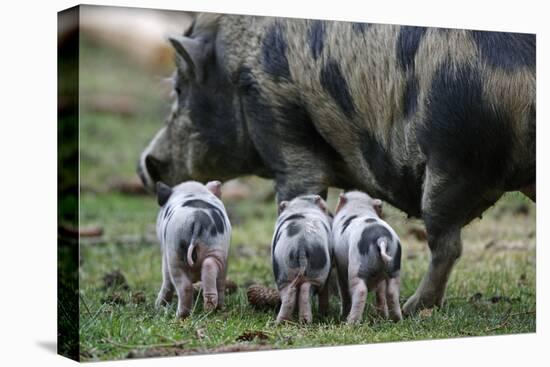 Pot-Bellied Pig, Piglets, Outside-Ronald Wittek-Premier Image Canvas