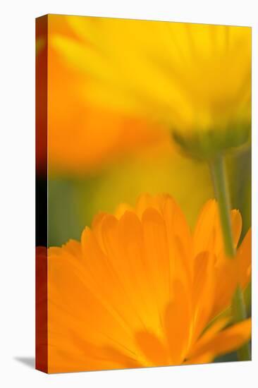 Pot Marigold Flowers-null-Premier Image Canvas