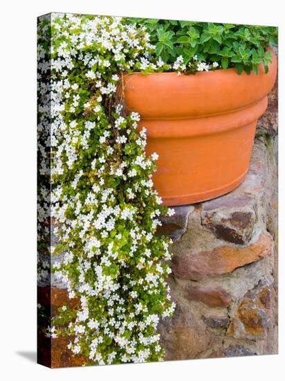 Pot of Flowering Bacopa at Viansa Winery, Sonoma Valley, California, USA-Julie Eggers-Premier Image Canvas