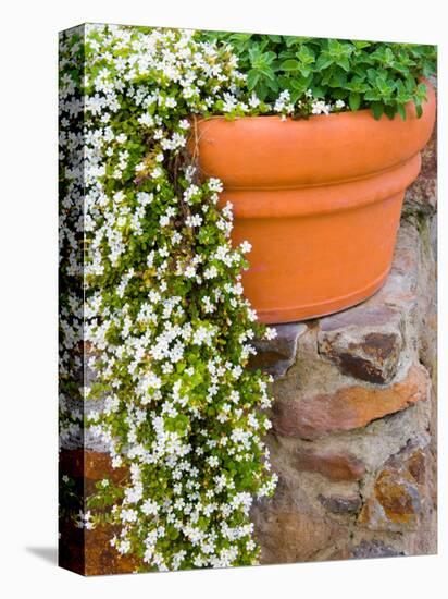 Pot of Flowering Bacopa at Viansa Winery, Sonoma Valley, California, USA-Julie Eggers-Premier Image Canvas