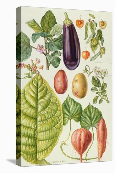 Potato, Aubergine, Tobacco and Winter Cherry-Elizabeth Rice-Premier Image Canvas