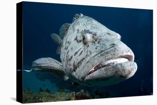 Potato Cod (Epinephelus Tuku) (Potato Grouper) (Potato Bass)-Louise Murray-Premier Image Canvas