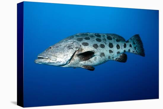 Potato Cod (Epinephelus Tukula) (Potato Grouper) (Potato Bass)-Louise Murray-Premier Image Canvas