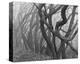 Potato Creek Gnarled Trees Black and White-Danny Burk-Stretched Canvas