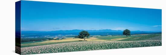 Potato Field Furano Hokkaido Japan-null-Stretched Canvas