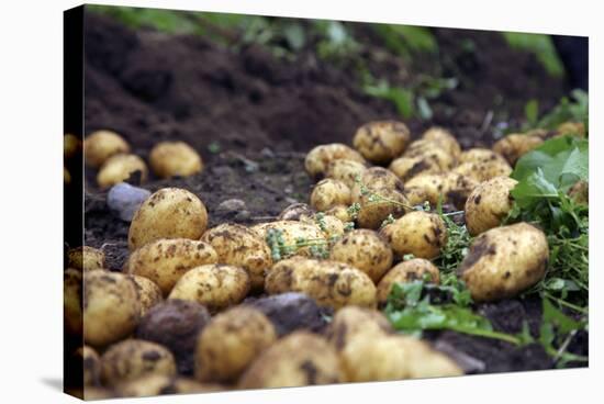 Potato Harvest-Bjorn Svensson-Premier Image Canvas