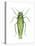 Potato Leafhopper (Empoasca Fabae), Insects-Encyclopaedia Britannica-Stretched Canvas