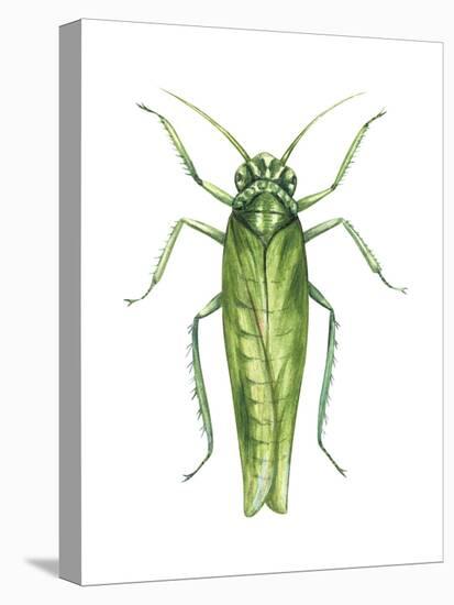 Potato Leafhopper (Empoasca Fabae), Insects-Encyclopaedia Britannica-Stretched Canvas