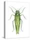 Potato Leafhopper (Empoasca Fabae), Insects-Encyclopaedia Britannica-Stretched Canvas