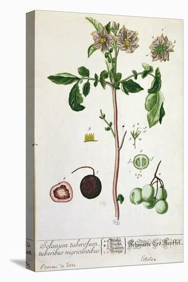Potato Plant and Fruit, Plate from 'Herbarium Blackwellianum', Published 1757 in Nuremberg, Germany-Elizabeth Blackwell-Premier Image Canvas