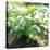 Potato Plant-David Munns-Premier Image Canvas