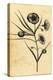 Potatoe-Apple Flower of New South Wales, Australia. ,1800 (Engraving)-Thomas Watling-Premier Image Canvas