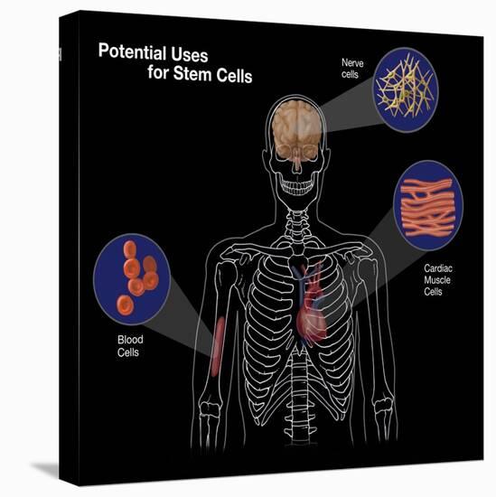 Potential Uses for Stem Cells-Spencer Sutton-Premier Image Canvas