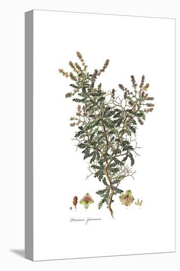 Poterium Spinosum, Flora Graeca-Ferdinand Bauer-Premier Image Canvas