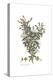 Poterium Spinosum, Flora Graeca-Ferdinand Bauer-Premier Image Canvas