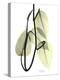 Pothos Leaves, X-ray-Koetsier Albert-Premier Image Canvas