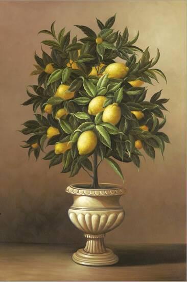 Potted Lemon Tree Stretched Canvas Print Welby Art Com
