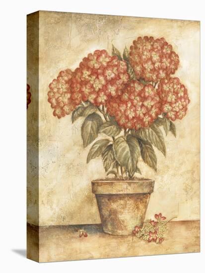 Potted Red Hydrangea-Tina Chaden-Stretched Canvas