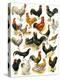 Poultry-English School-Premier Image Canvas